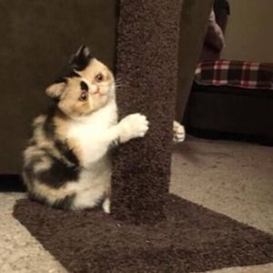 Meet your Posher, Christa